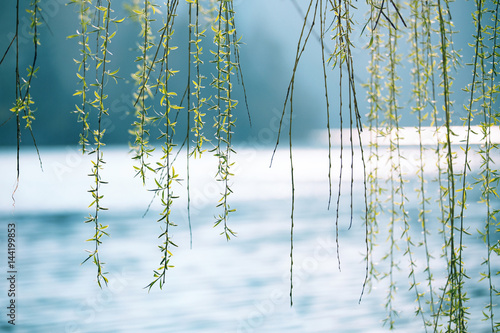 Fotografija Spring season weeping willow above the blurred sunny lake