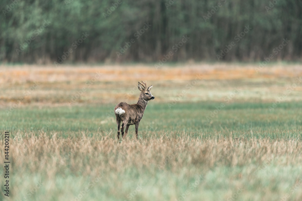 Roe deer buck standing in meadow looking aside. Roe deer buck standing in meadow looking aside.