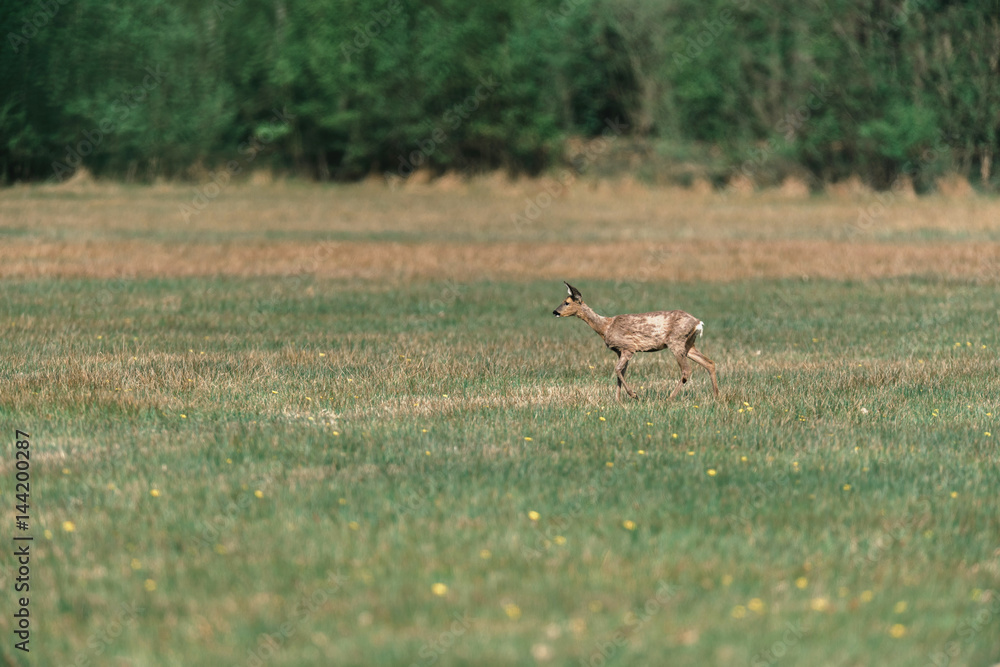 Young roe deer doe during moult walking in meadow. Young roe deer doe during moult walking in meadow.