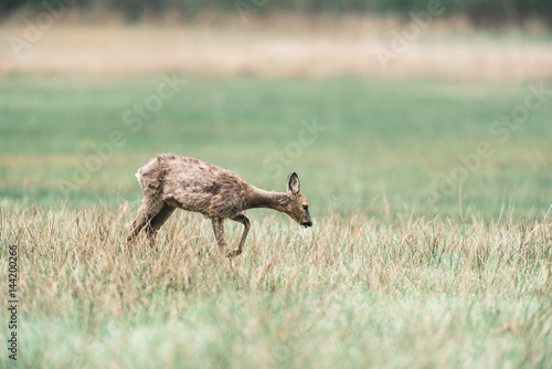 Roe deer doe walking in a meadow looking for food.