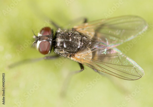 fly on a green leaf. macro © schankz