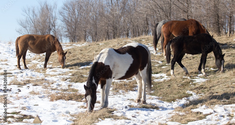 a horse in a pasture in winter a horse in a pasture in winter