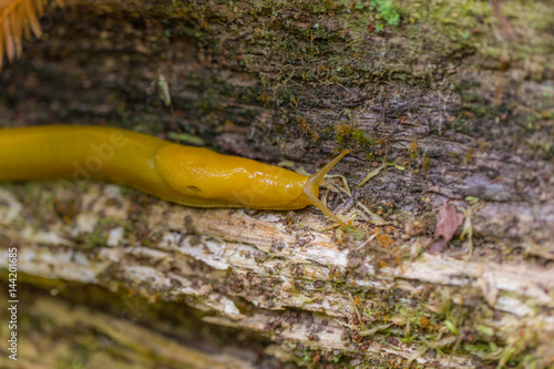 Slug creeps on a footpath. Fairy green forest. Redwood national and state parks. California, USA