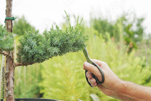 Canvas Print Pruning Plants Close Up. Professional Gardener Pruning conifers