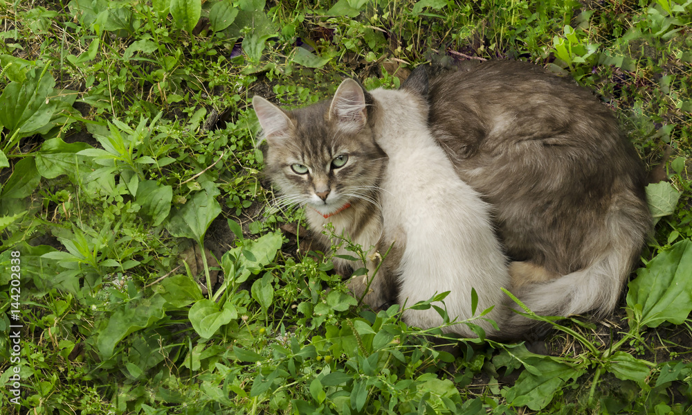 Cat with kitten in the grass