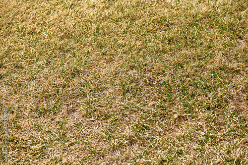 Dry grass background