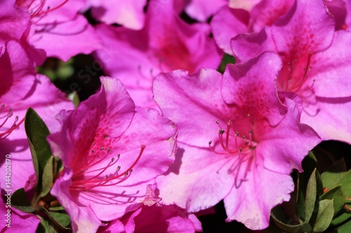 Flowers of pink Azaleas 