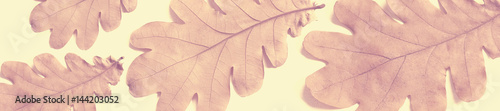 header old dry autumn oak leaves