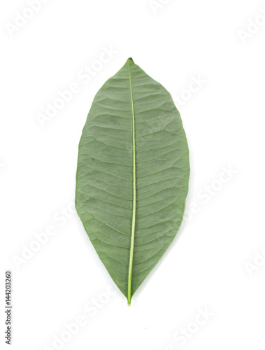 leaf