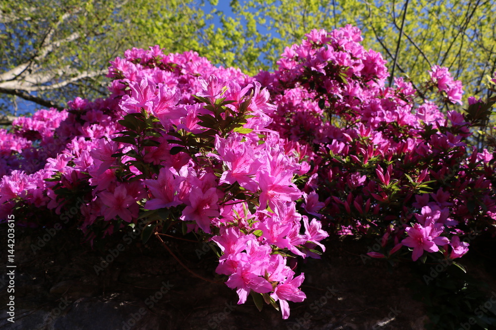 Obraz premium Pink azaleas in spring, Italy