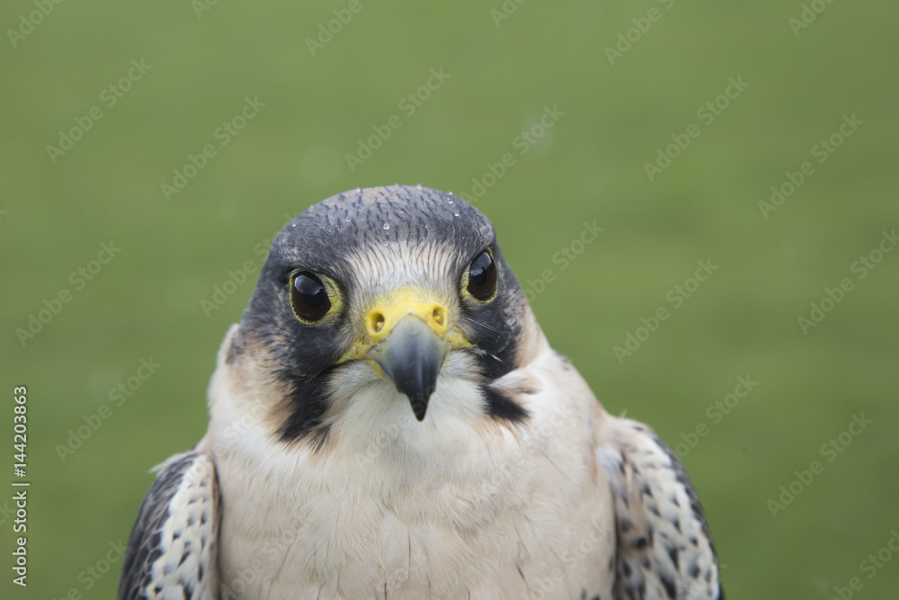 peregrine falcon portrait peregrine falcon portrait