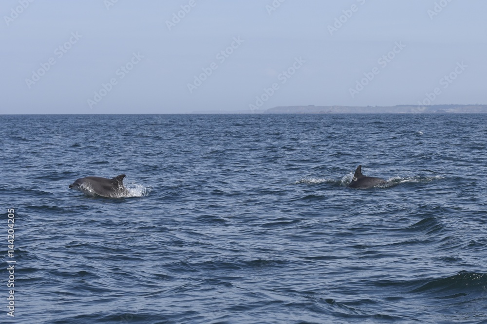 Fototapeta premium dauphins en ballade devant saint malo