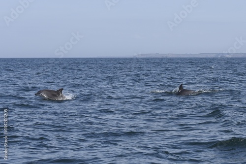 dauphins en ballade devant saint malo © Philippe