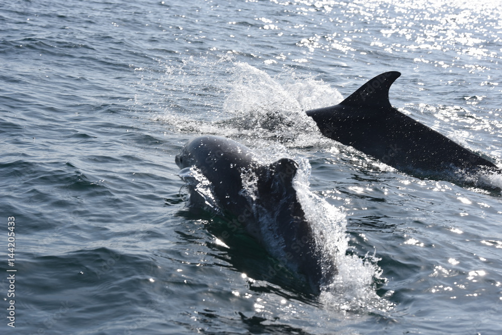 Fototapeta premium dauphins en ballade devant saint malo
