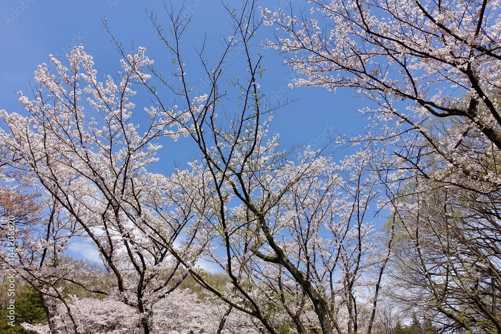 多摩のさくら 多摩のさくら