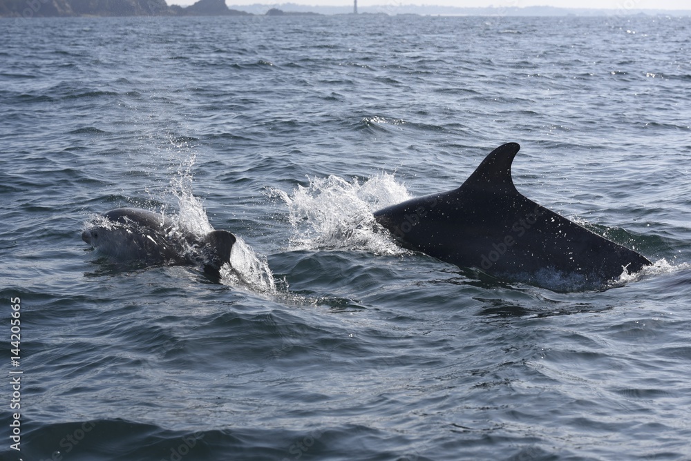 Fototapeta premium dauphins en ballade devant saint malo