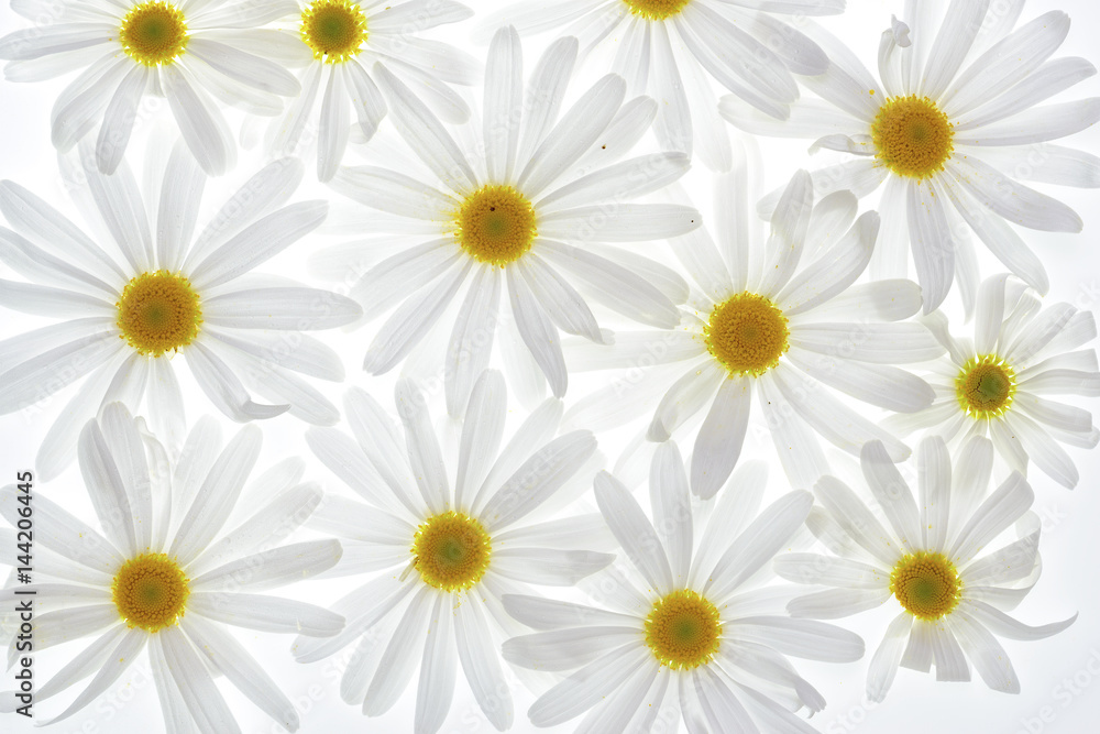 Daisies on white background Daisies on white background