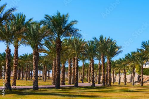 Idyllic tropical palm trees garden