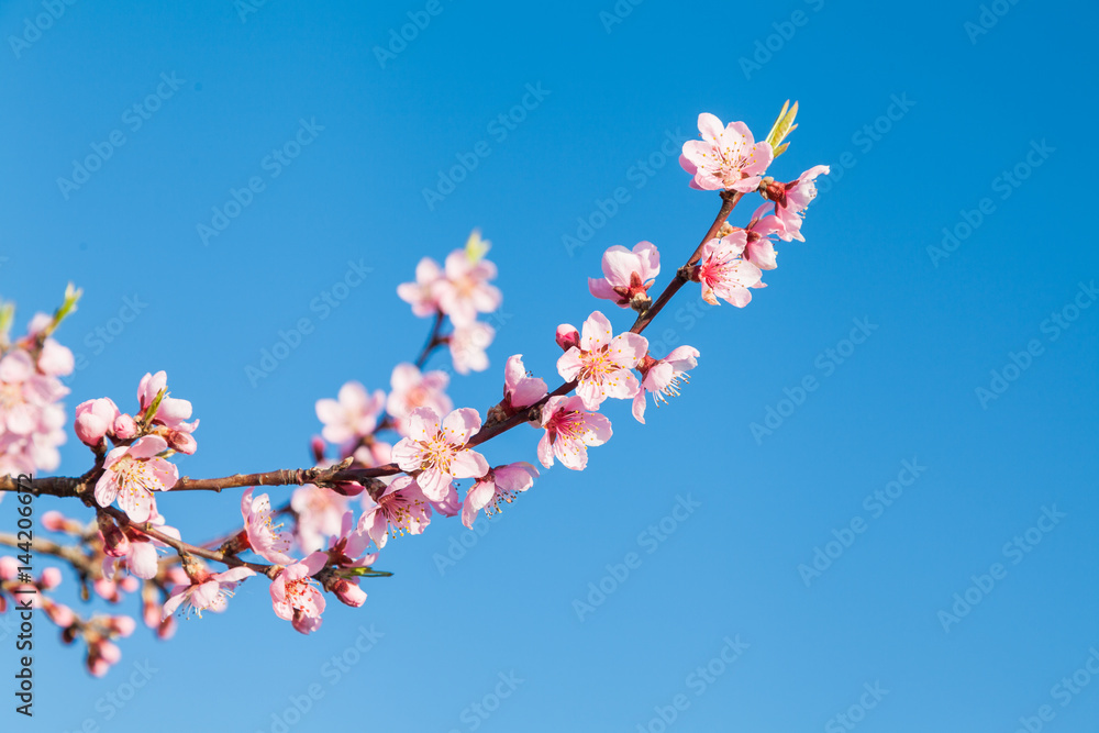 Japanische Kirschblütenzweige im Frühjahr mit blauem Himmel Japanische Kirschblütenzweige im Frühjahr mit blauem Himmel
