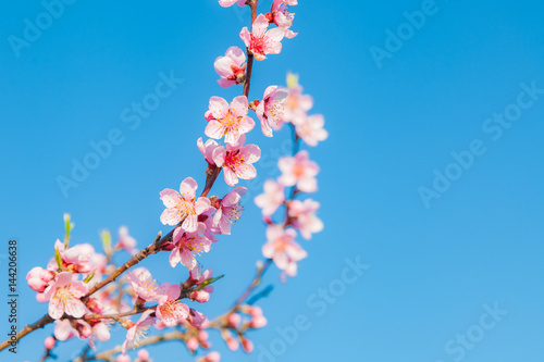 Japanische Kirschblütenzweige im Frühjahr mit blauem Himmel