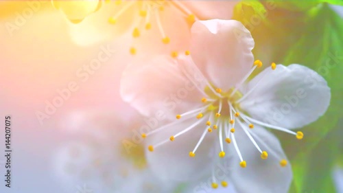 Cherry tree flowers blossom time lapse, extreme closeup. 4K UHD video 3840X2160