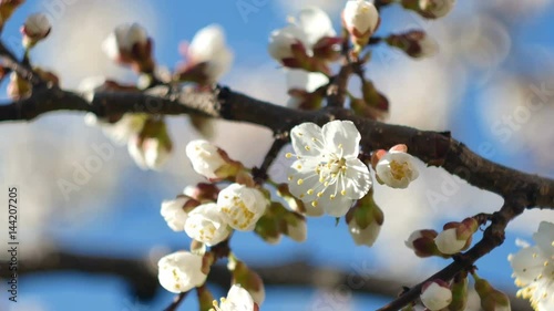 A close-up of a beautiful growing branch of apricot or sakura blossoming flower in a spring in the genesis garden.