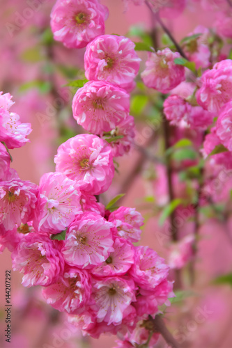 Blüten Mandelbäumchen - Prunus Triloba