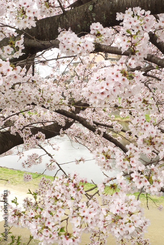 Sakura - cherry blossoms along Kamo River in Kyoto City, Japan