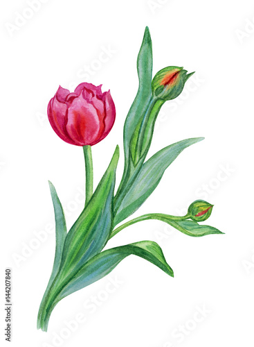 Tulip with buds, watercolor drawing on white background.
