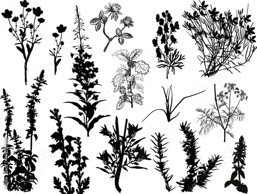 set of fifteen wild herbs silhouettes isolated on white