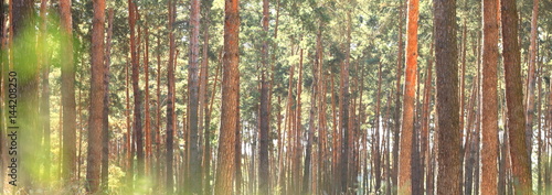 Beautiful panorama of a pine forest in summer