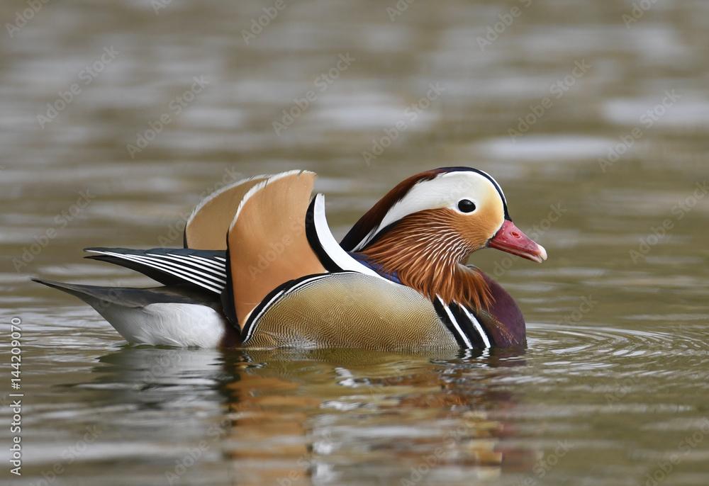 Mandarin duck male (Aix galericulata) Mandarin duck male (Aix galericulata)