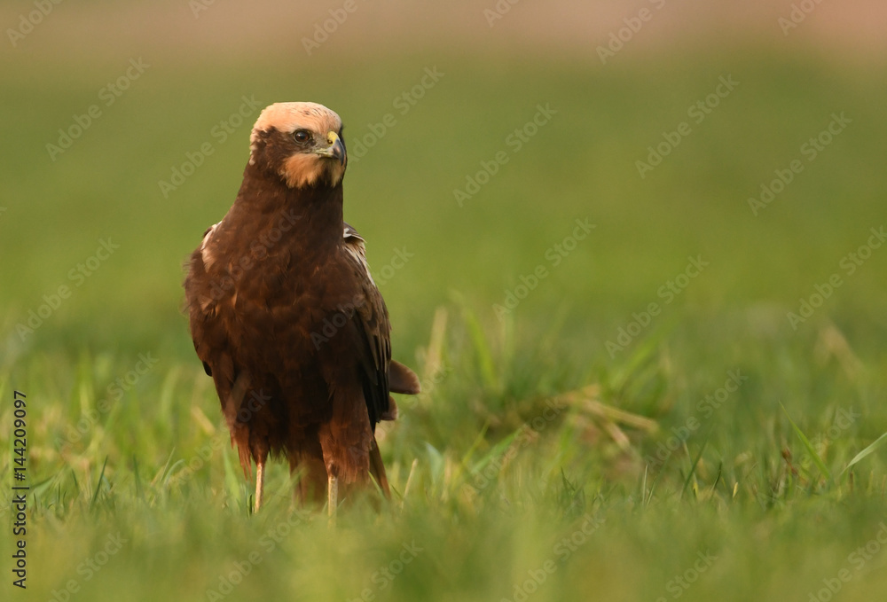 Fototapeta premium Marsh harrier (Circus aeruginosus)