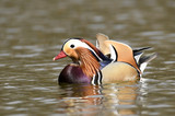 Mandarin duck male (Aix galericulata)