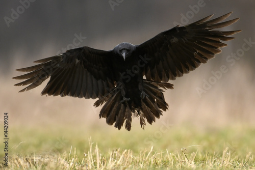 Common raven (Corvus corax) © Piotr Krzeslak