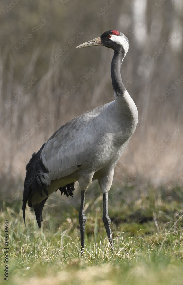 Obraz premium Common crane (Grus grus)