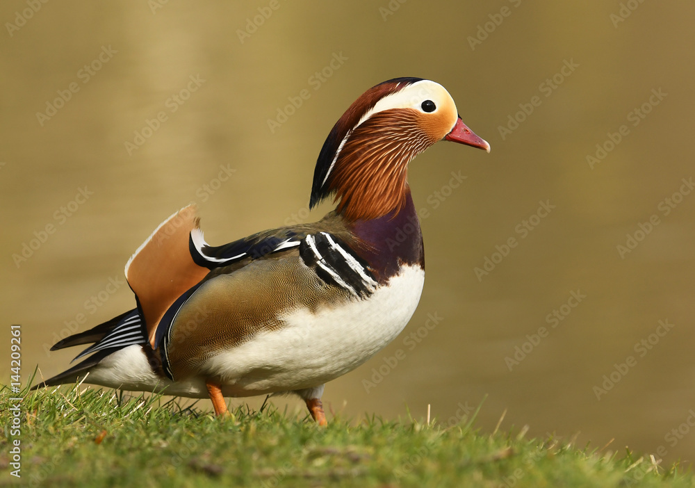 Mandarin duck male (Aix galericulata) Mandarin duck male (Aix galericulata)