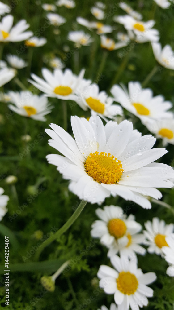 Obraz premium Beautiful daisy field