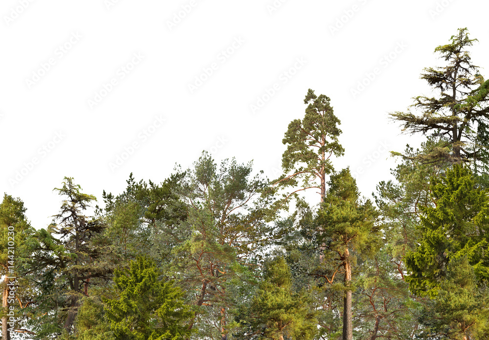 Fototapeta premium green wood of coniferous trees isolated on white