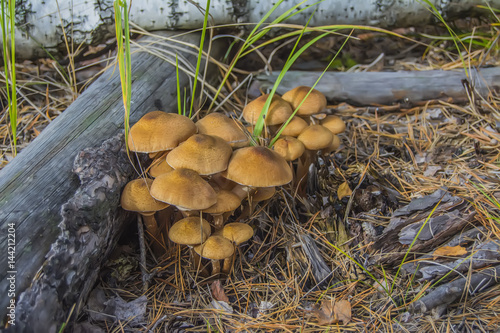Friendly family of mushrooms