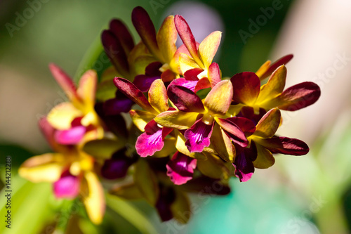 Colored orchid flowers