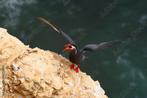 A stern flies on a rock of the marine reserve in the Paracas peninsule in Peru South America photo