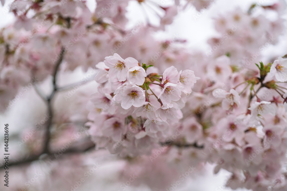 Perfect Sakura Cherry Blossoms in Japan
Perfect Sakura Cherry Blossoms in Japan