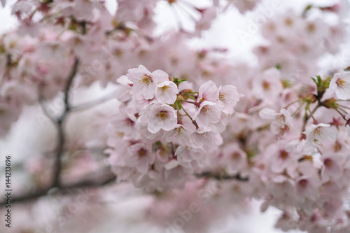 Perfect Sakura Cherry Blossoms in Japan  