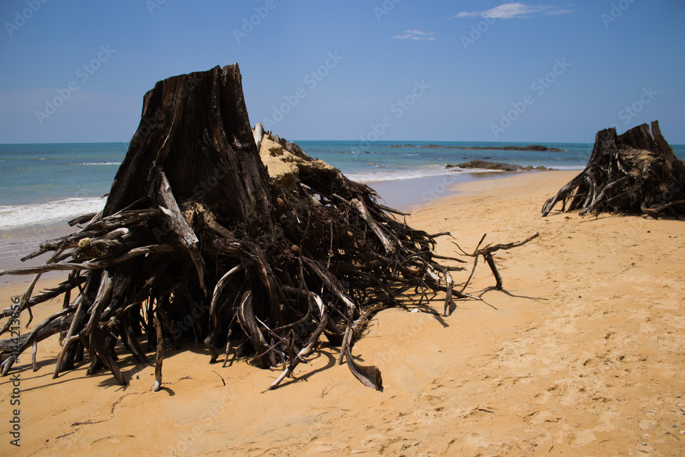Tree roots on the shore