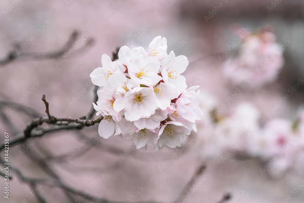 Perfect Sakura Cherry Blossoms in Japan
Perfect Sakura Cherry Blossoms in Japan