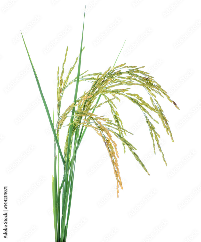 Paddy rice isolated on white background Paddy rice isolated on white background