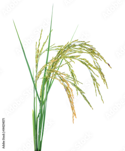 Paddy rice isolated on white background