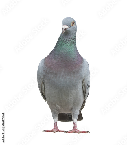 full body of speed racing pigeon bird isolated white background looking to camera