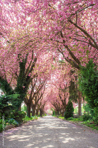 Japanese Cherry trees blossoming in a park